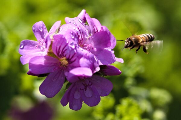 flower, flower wallpaper, geranium-7976679.jpg