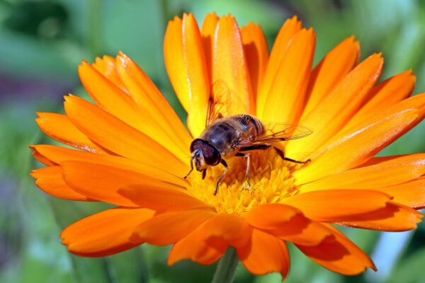 marigold, calendula, orange-1525693.jpg